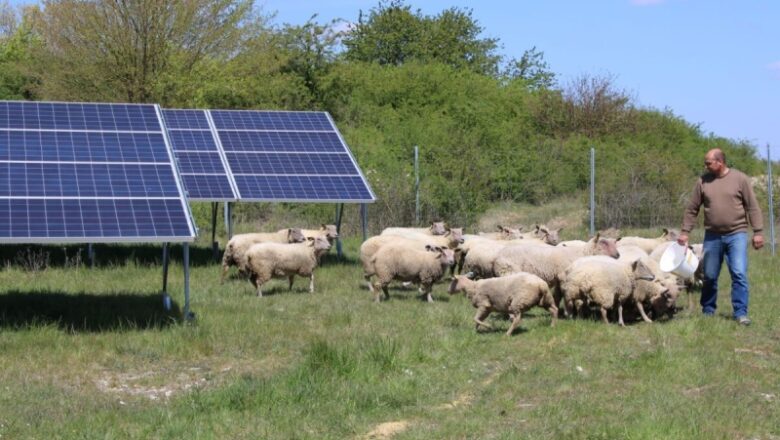 Nove informacije o agrovoltaici otkrivaju poboljšano dvorište, proizvodnju stočne hrane ispod fotonaponskih panela